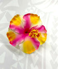 Hibiscus - 13cm image 0