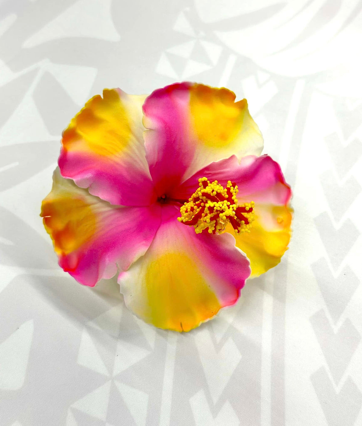 Hibiscus - 13cm image 0