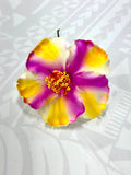 Hibiscus - 13cm image 0